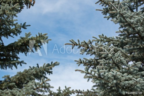 Picture of Spruce branches form a beautiful frame